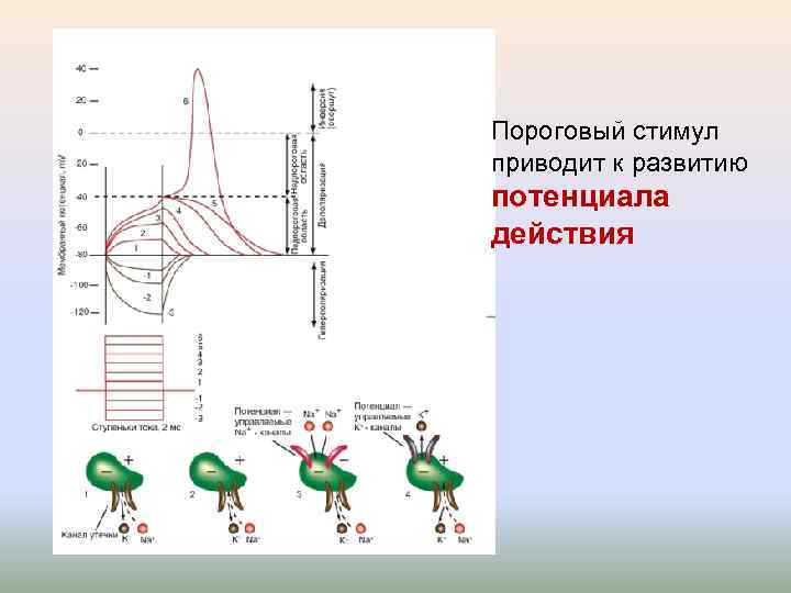 Пороговый стимул приводит к развитию потенциала действия 