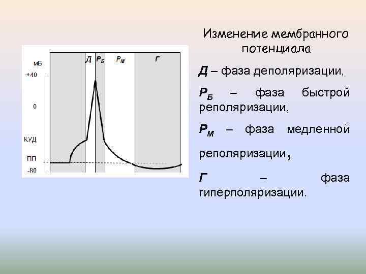 Изменение мембранного потенциала Д – фаза деполяризации, РБ – фаза быстрой реполяризации, РМ –