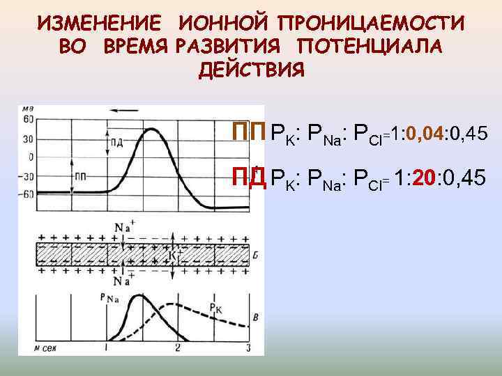 ИЗМЕНЕНИЕ ИОННОЙ ПРОНИЦАЕМОСТИ ВО ВРЕМЯ РАЗВИТИЯ ПОТЕНЦИАЛА ДЕЙСТВИЯ ПП PK: PNa: PCl=1: 0, 04: