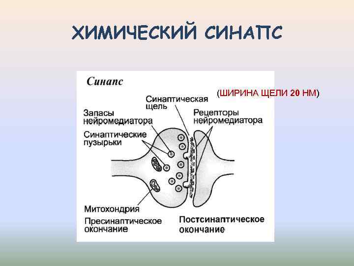 ХИМИЧЕСКИЙ СИНАПС (ШИРИНА ЩЕЛИ 20 НМ) 