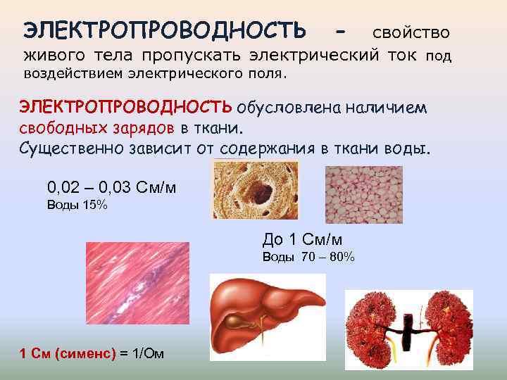 ЭЛЕКТРОПРОВОДНОСТЬ - свойство живого тела пропускать электрический ток под воздействием электрического поля. ЭЛЕКТРОПРОВОДНОСТЬ обусловлена