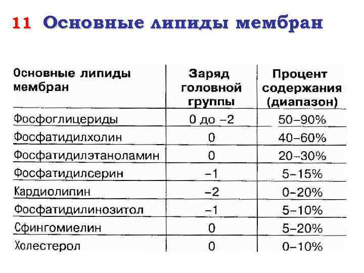 11 Основные липиды мембран 