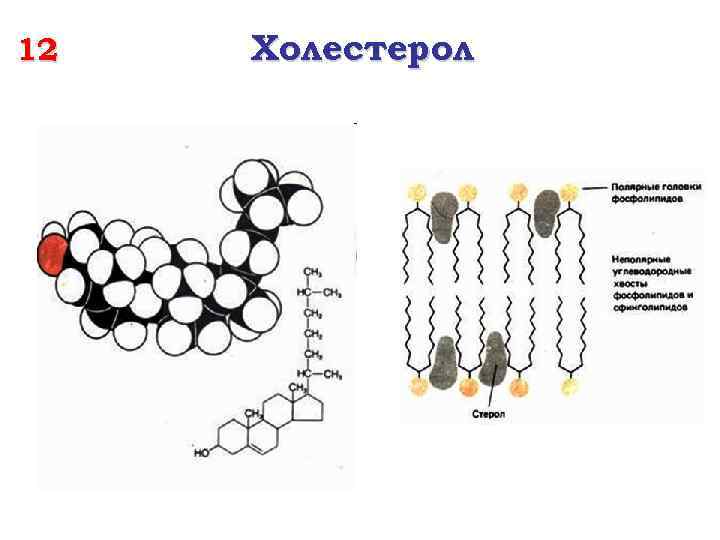 12 Холестерол 