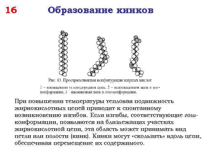 16 Образование кинков При повышении температуры тепловая подвижность жирнокислотных цепей приводит к спонтанному возникновению