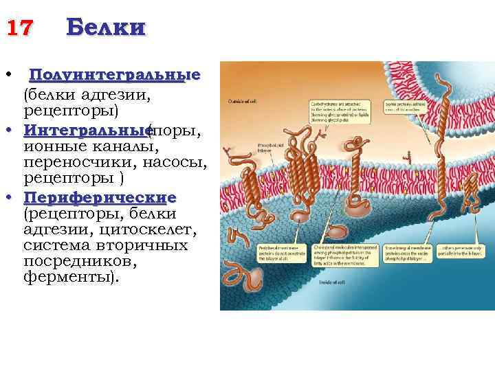 17 Белки • Полуинтегральные (белки адгезии, рецепторы) • Интегральные (поры, ионные каналы, переносчики, насосы,