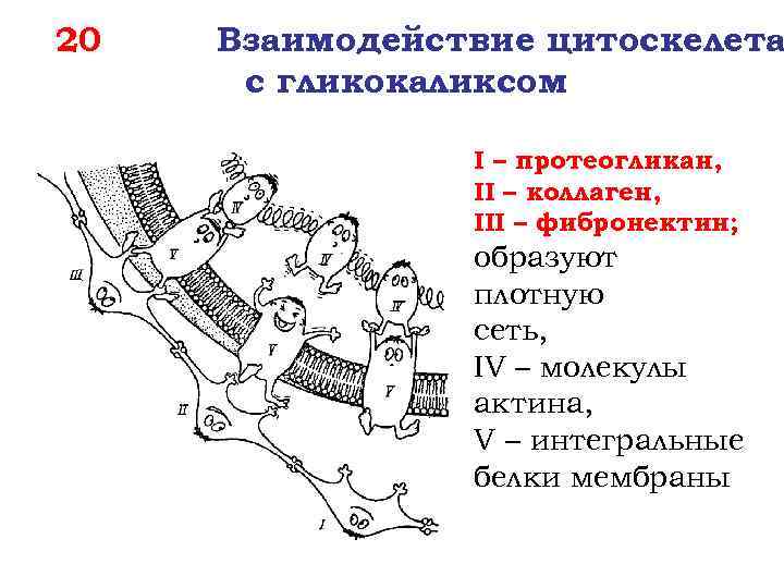 20 Взаимодействие цитоскелета с гликокаликсом I – протеогликан, II – коллаген, III – фибронектин;
