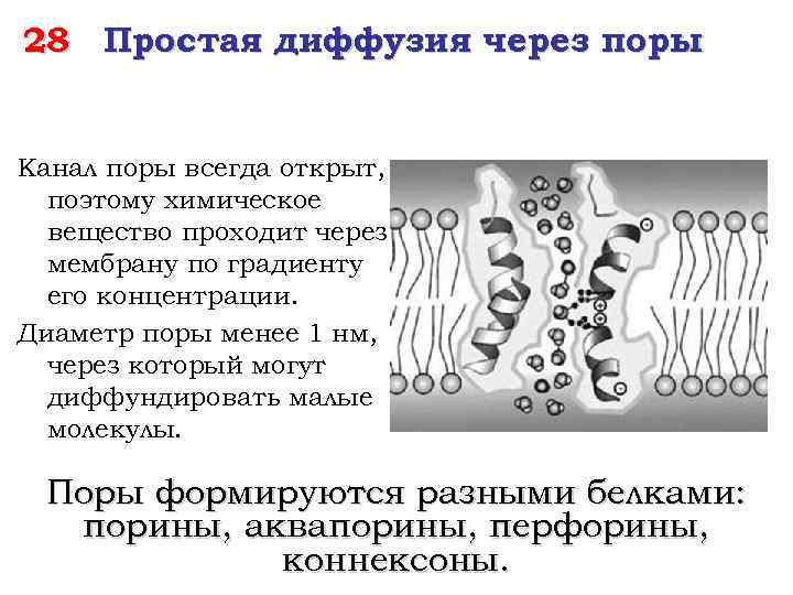 28 Простая диффузия через поры Канал поры всегда открыт, поэтому химическое вещество проходит через