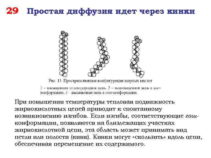 29 Простая диффузия идет через кинки При повышении температуры тепловая подвижность жирнокислотных цепей приводит
