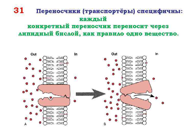 31 Переносчики (транспортёры) специфичны: каждый конкретный переносчик переносит через липидный бислой, как правило одно