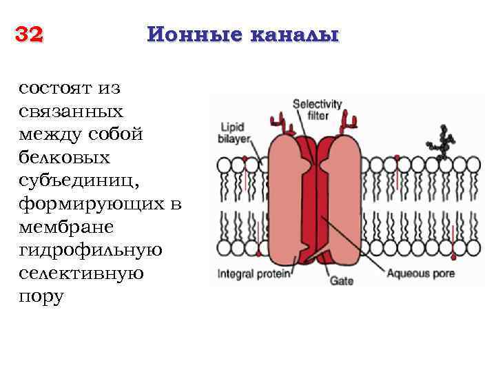 32 Ионные каналы состоят из связанных между собой белковых субъединиц, формирующих в мембране гидрофильную