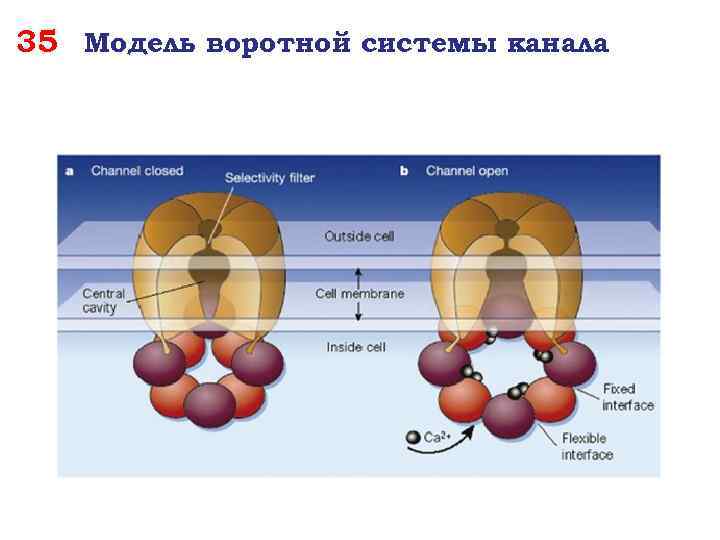 35 Модель воротной системы канала 