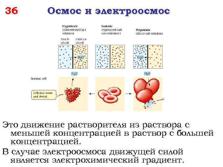 36 Осмос и электроосмос Это движение растворителя из раствора с меньшей концентрацией в раствор