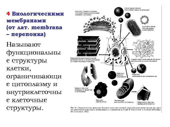 4 Биологическими мембранами (от лат. membrana – перепонка) Называют функциональны е структуры клетки, ограничивающи