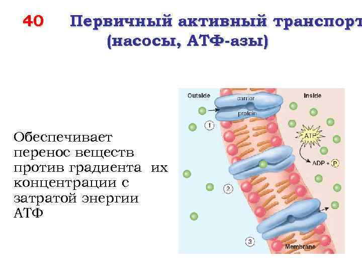 40 Первичный активный транспорт (насосы, АТФ-азы) Обеспечивает перенос веществ против градиента их концентрации с
