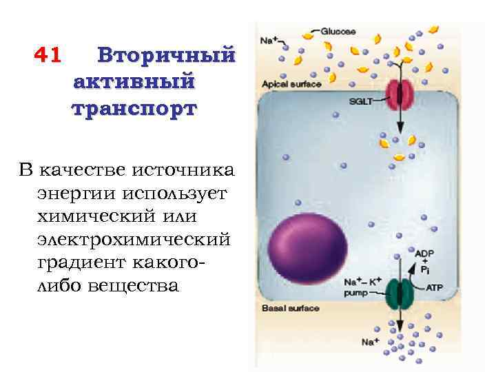 41 Вторичный активный транспорт В качестве источника энергии использует химический или электрохимический градиент какоголибо