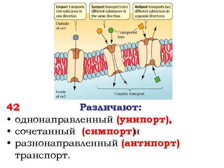 42 Различают: • однонаправленный (унипорт), • сочетанный (симпорт)и • разнонаправленный (антипорт) транспорт. 