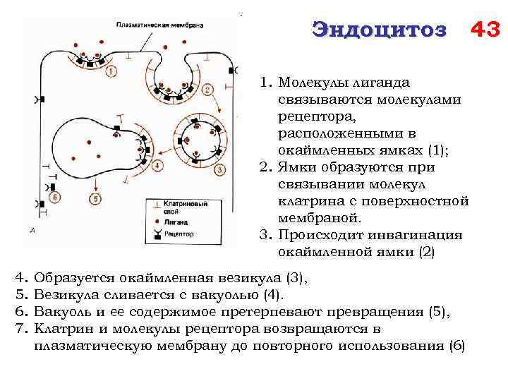 Эндоцитоз 1. Молекулы лиганда связываются молекулами рецептора, расположенными в окаймленных ямках (1); 2. Ямки