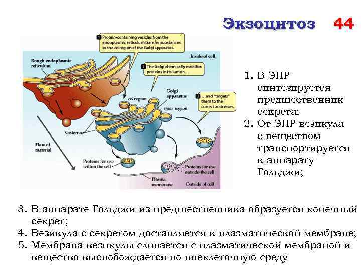 Экзоцитоз 44 1. В ЭПР синтезируется предшественник секрета; 2. От ЭПР везикула с веществом