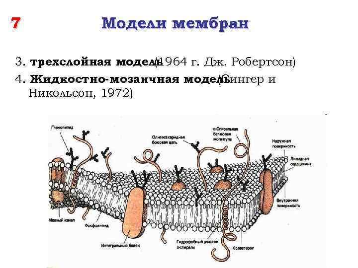 Жидкостно мозаичная модель мембраны