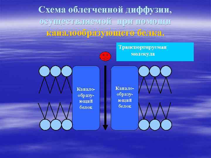 Схема облегченной диффузии, осуществляемой при помощи каналообразующего белка. Транспортируемая молекула Каналообразующий белок 