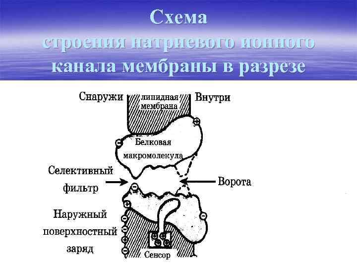 Схема строения натриевого ионного канала мембраны в разрезе 