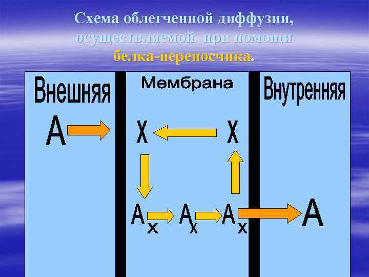 Схема облегченной диффузии, осуществляемой при помощи белка-переносчика. 