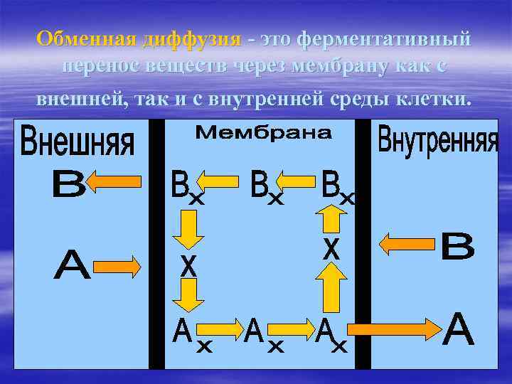 Обменная диффузия - это ферментативный перенос веществ через мембрану как с внешней, так и