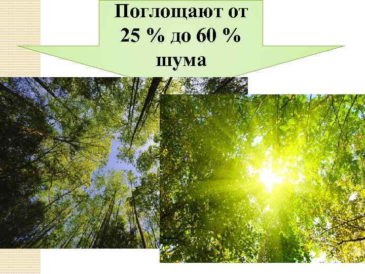 Поглощают от 25 % до 60 % шума 