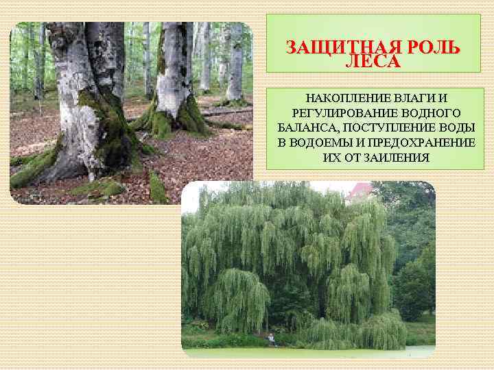 ЗАЩИТНАЯ РОЛЬ ЛЕСА НАКОПЛЕНИЕ ВЛАГИ И РЕГУЛИРОВАНИЕ ВОДНОГО БАЛАНСА, ПОСТУПЛЕНИЕ ВОДЫ В ВОДОЕМЫ И