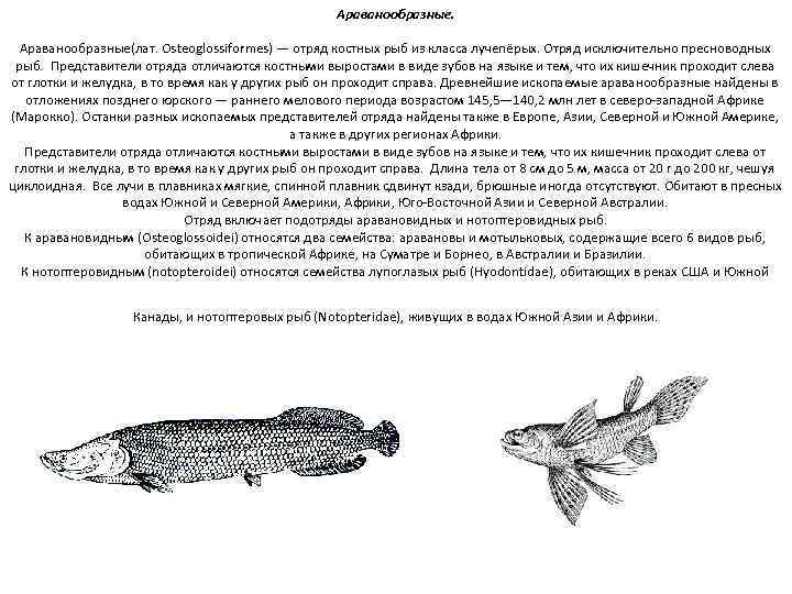 Араванообразные. Араванообразные(лат. Osteoglossiformes) — отряд костных рыб из класса лучепёрых. Отряд исключительно пресноводных рыб.