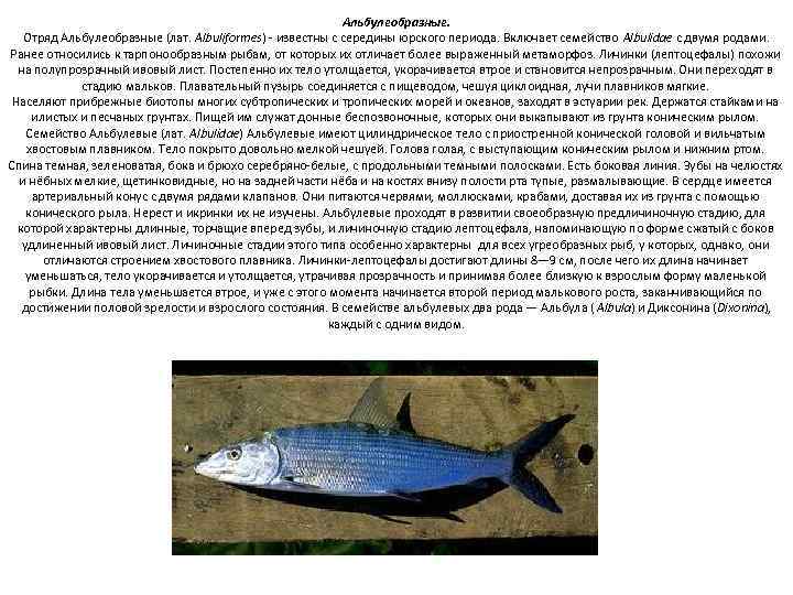 Aльбулеобразные. Отряд Альбулеобразные (лат. Albuliformes) - известны с середины юрского периода. Включает семейство Albulidae