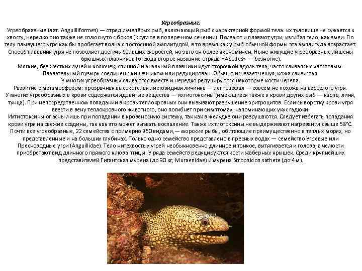 Угреобразные. Угреобраазные (лат. Anguilliformes) — отряд лучепёрых рыб, включающий рыб с характерной формой тела: