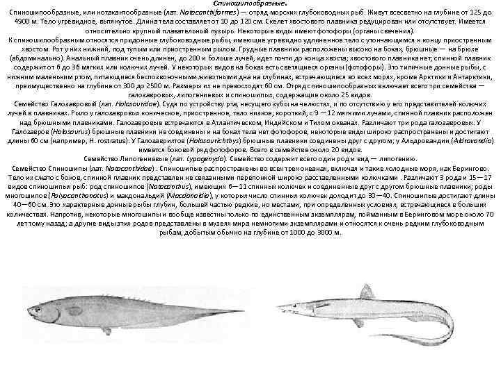 Спиношипообразные, или нотакантообразные (лат. Notacanthiformes) — отряд морских глубоководных рыб. Живут всесветно на глубине