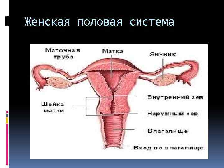 Женская половая система 