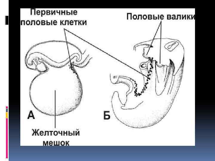 Первичный полом. Первичные половые клетки зародыша. Первичные половые клетки желточный мешок. Первичные зачатки половых желез. Формировании мужской половой системы зародыша.