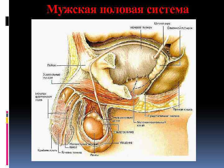 Мужская половая система 