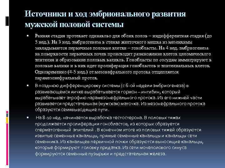 Источники и ход эмбрионального развития мужской половой системы Ранняя стадия протекает одинаково для обоих