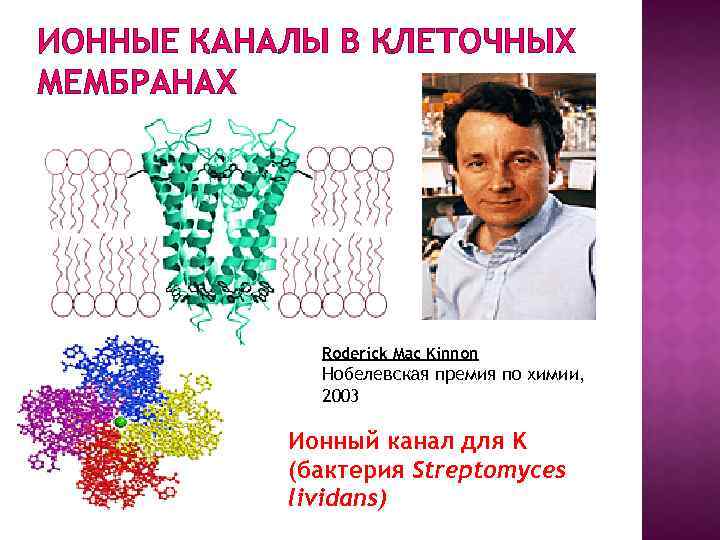 ИОННЫЕ КАНАЛЫ В КЛЕТОЧНЫХ МЕМБРАНАХ Roderick Mac Kinnon Нобелевская премия по химии, 2003 Ионный