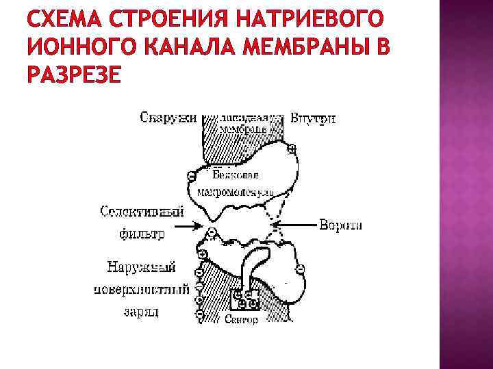 СХЕМА СТРОЕНИЯ НАТРИЕВОГО ИОННОГО КАНАЛА МЕМБРАНЫ В РАЗРЕЗЕ 