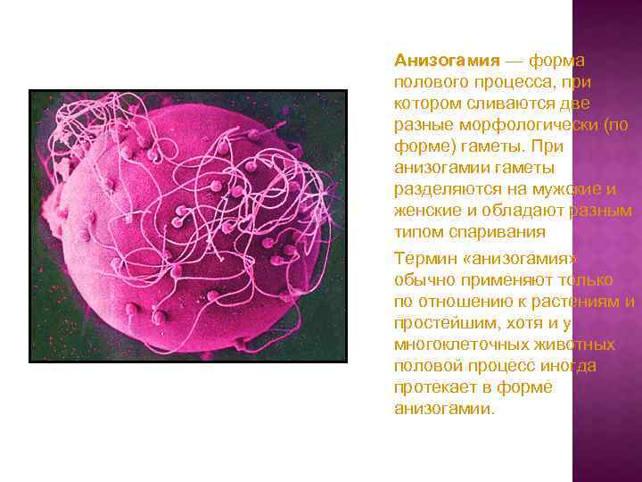 Анизогамия — форма полового процесса, при котором сливаются две разные морфологически (по форме) гаметы.