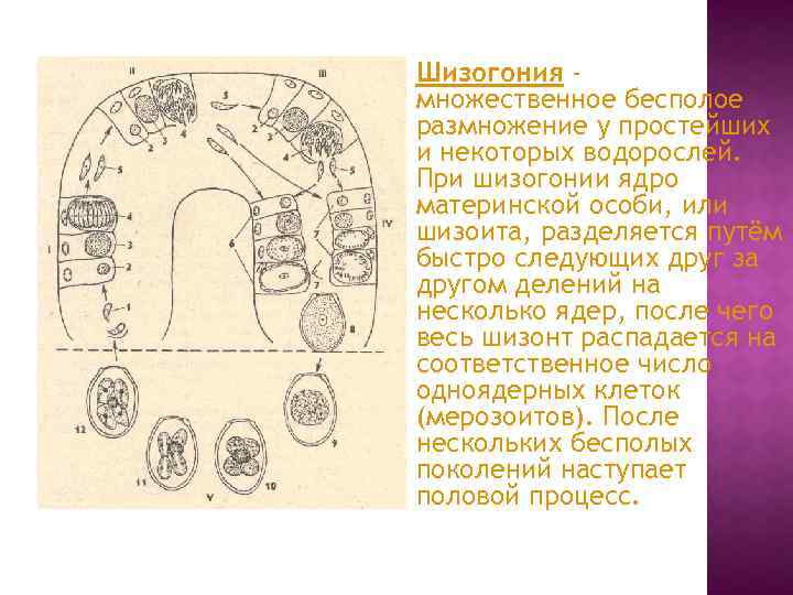 Шизогония множественное бесполое размножение у простейших и некоторых водорослей. При шизогонии ядро материнской особи,