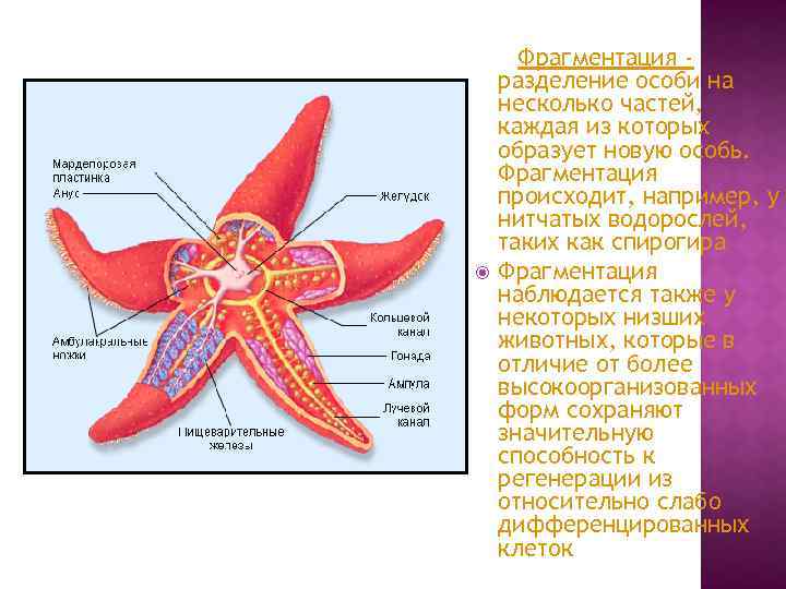 Что такое фрагментация