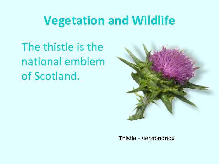 Vegetation and Wildlife The thistle is the national emblem of Scotland. Thistle - чертополох