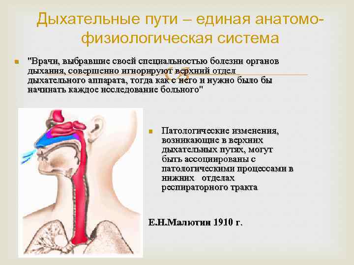 Дыхательные пути – единая анатомофизиологическая система n 