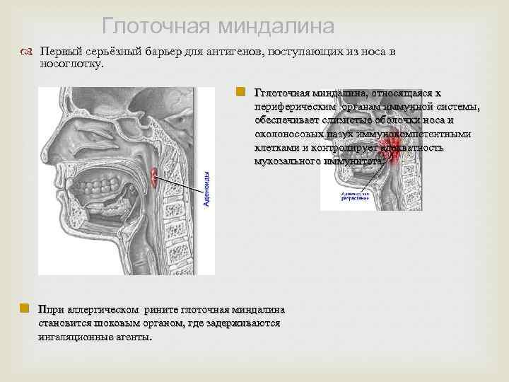 Глоточное отверстие слуховой трубы