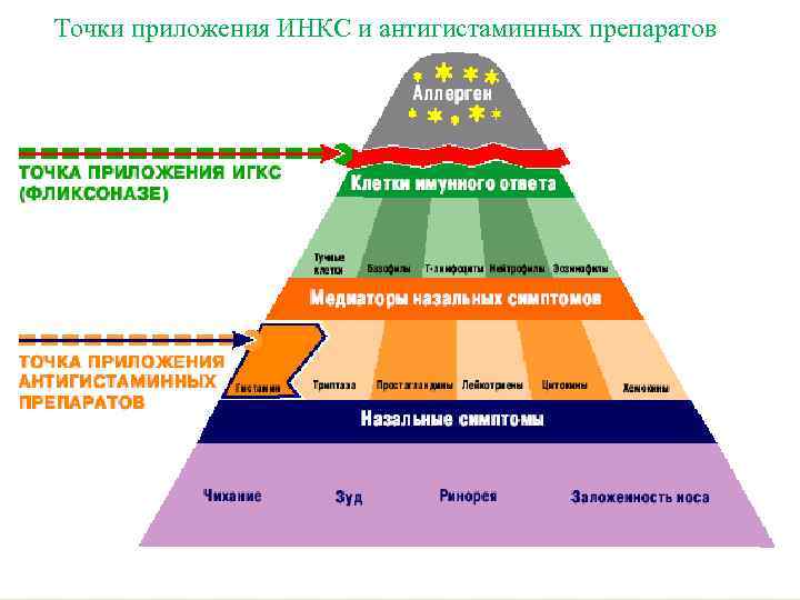 Точки приложения ИНКС и антигистаминных препаратов 