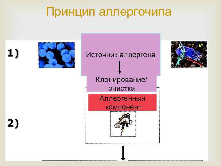 Принцип аллергочипа аллергена Источник Клонирование/ очистка Аллергенный компонент 