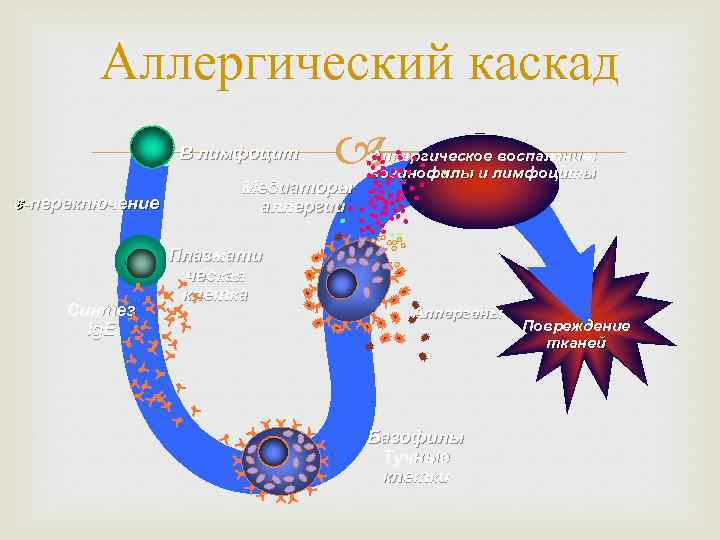 Аллергический каскад B лимфоцит -переключение Синтез Ig. E Медиаторы аллергии Плазмати ческая клетка Аллергическое