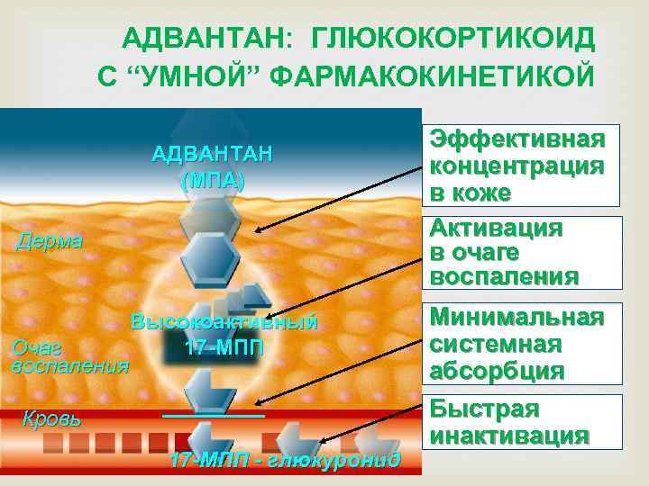 АДВАНТАН: ГЛЮКОКОРТИКОИД С “УМНОЙ” ФАРМАКОКИНЕТИКОЙ АДВАНТАН (МПА) Дерма Очаг воспаления Высокоактивный 17 -МПП Кровь