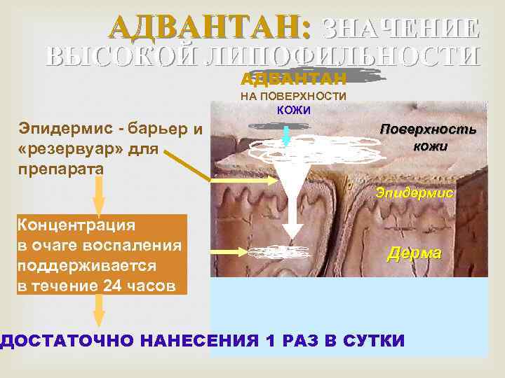 АДВАНТАН: ЗНАЧЕНИЕ ВЫСОКОЙ ЛИПОФИЛЬНОСТИ АДВАНТАН НА ПОВЕРХНОСТИ КОЖИ Эпидермис - барьер и «резервуар» для